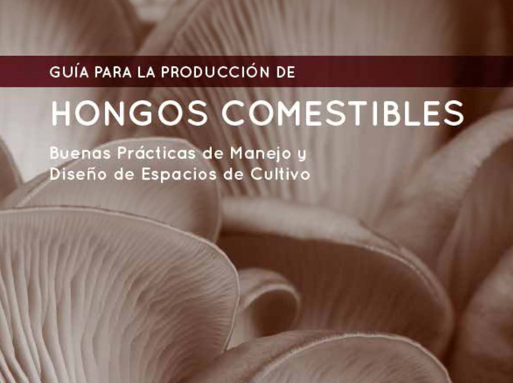 Materiales Hongos·ar Hongos De Argentina 1556